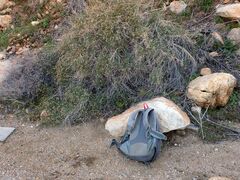 Baccharis brachyphylla