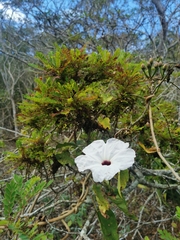 Ipomoea pauciflora