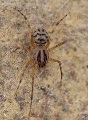 Scytodes velutina
