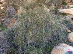 Baccharis brachyphylla