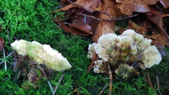 Gloeoporus dichrous
