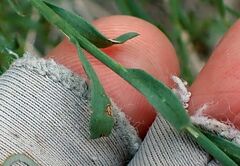 Baccharis brachyphylla