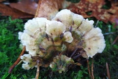 Gloeoporus dichrous
