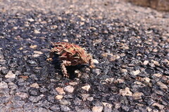 Moloch horridus