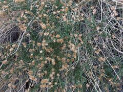 Baccharis brachyphylla