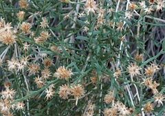 Baccharis brachyphylla