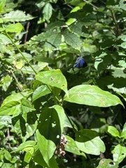 Camissecla charichlorus