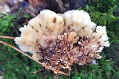 Gloeoporus dichrous