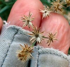 Baccharis brachyphylla