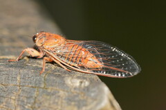 Cicadettina
