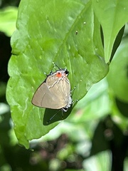 Camissecla charichlorus