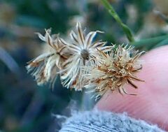 Baccharis brachyphylla