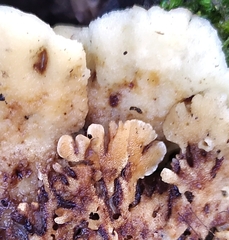 Gloeoporus dichrous