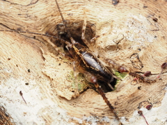 Macropathinae