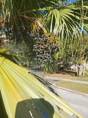 Livistona chinensis