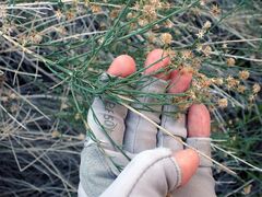 Baccharis brachyphylla