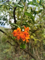 Pseudogynoxys chenopodioides