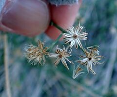 Baccharis brachyphylla