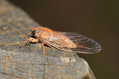 Cicadettina
