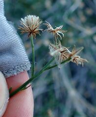 Baccharis brachyphylla