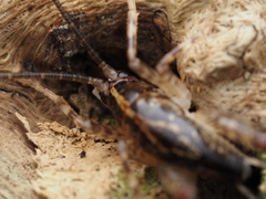 Macropathinae