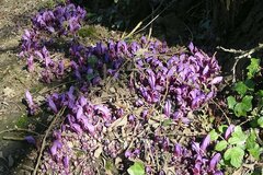 Lathraea clandestina