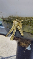 Apochima flabellaria