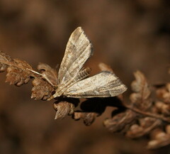 Diplopseustis prophetica