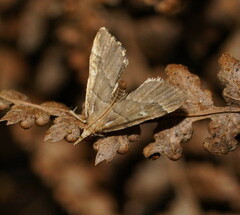 Diplopseustis prophetica