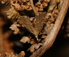 Diplopseustis prophetica