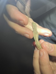 Anolis cupreus