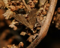 Diplopseustis prophetica