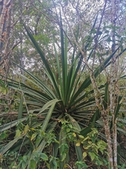 Furcraea