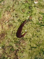 Australopacifica