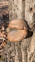 Cyclocybe parasitica