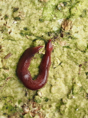 Australopacifica