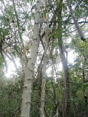Piptadenia retusa