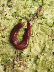 Australopacifica