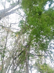 Piptadenia retusa