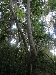 Bravaisia integerrima