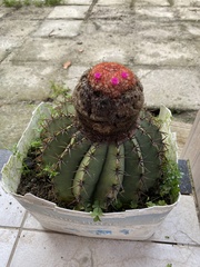 Melocactus