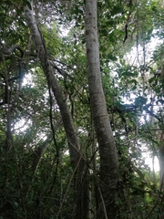 Bravaisia integerrima