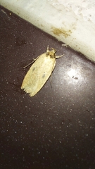 Agonopterix scopariella
