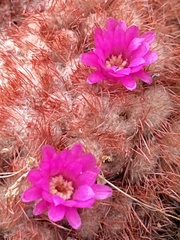 Melocactus