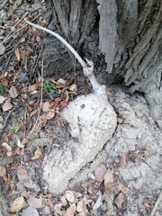 Ibervillea hypoleuca