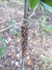 Umbonia crassicornis