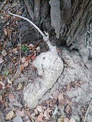 Ibervillea hypoleuca