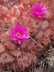 Melocactus