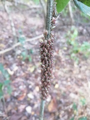 Umbonia crassicornis
