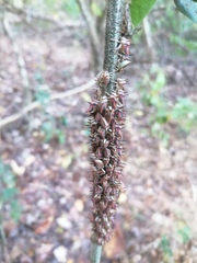Umbonia crassicornis